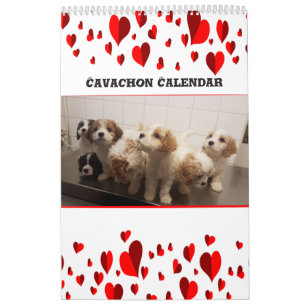 Calendario Perro de Cavachon