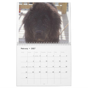 Calendario Perro Terranova