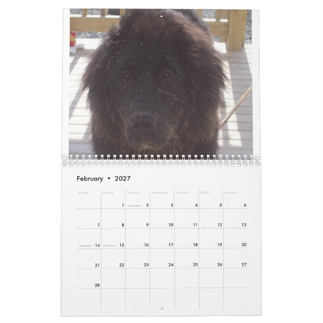 Calendario Perro Terranova (Feb 2027)