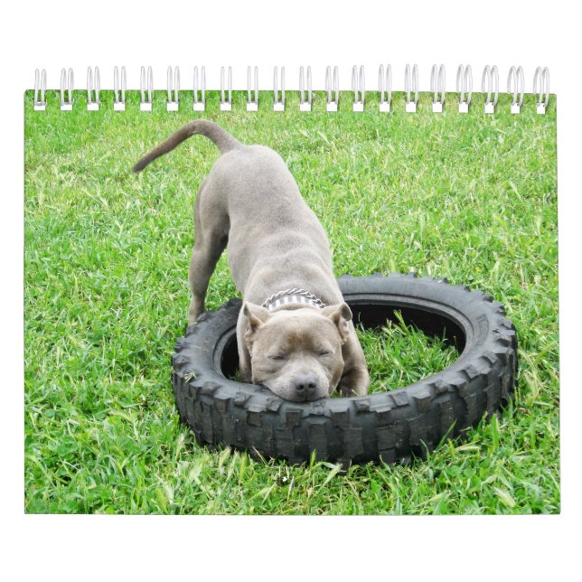 Calendario Perros De Diferentes Razas 2019, (Tapa)