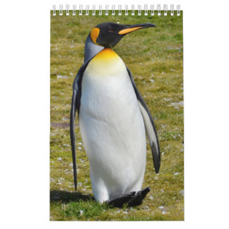 Calendario Pingüino-Pedia: Pingüinos del mundo