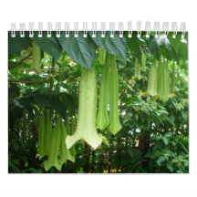 Plantas tropicales de la selva tropical