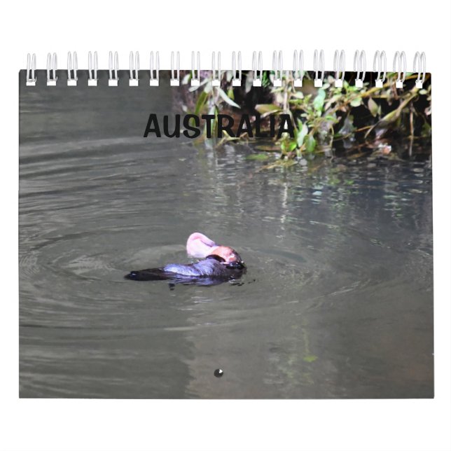 CALENDARIO PLATYPUS AUSTRALIA (Tapa)