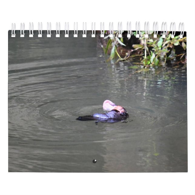 CALENDARIO PLATYPUS AUSTRALIA (Tapa)