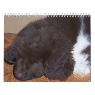Calendario Poco chica de Newfie