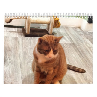 Calendario Por El Amor De Los Gatos