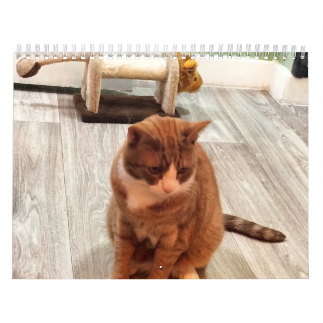 Calendario Por El Amor De Los Gatos (Tapa)