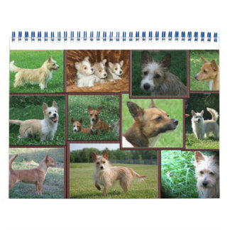 Calendario portugués de Podengo Pequeno