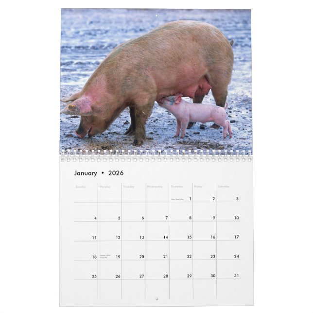 Calendario Precious Pigs 2016 (Jan 2026)