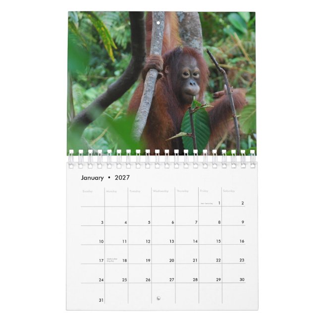 Calendario Protección de la fauna del orangután de Krista (Jan 2027)