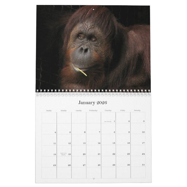 Calendario ¿Quién cuida si es estacional? (Jan 2026)