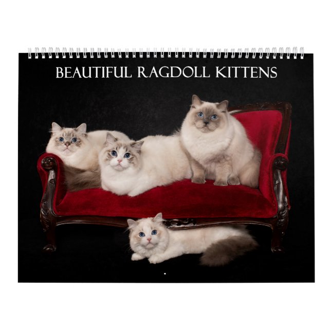 Calendario Ragdoll Kitten (Tapa)