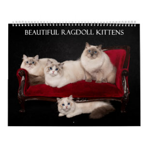Calendario Ragdoll Kitten