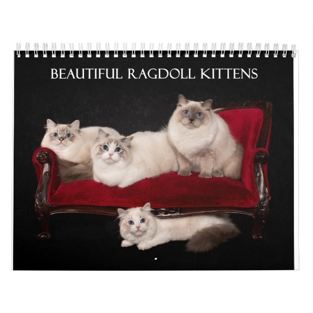 Calendario Ragdoll Kittens (Tapa)