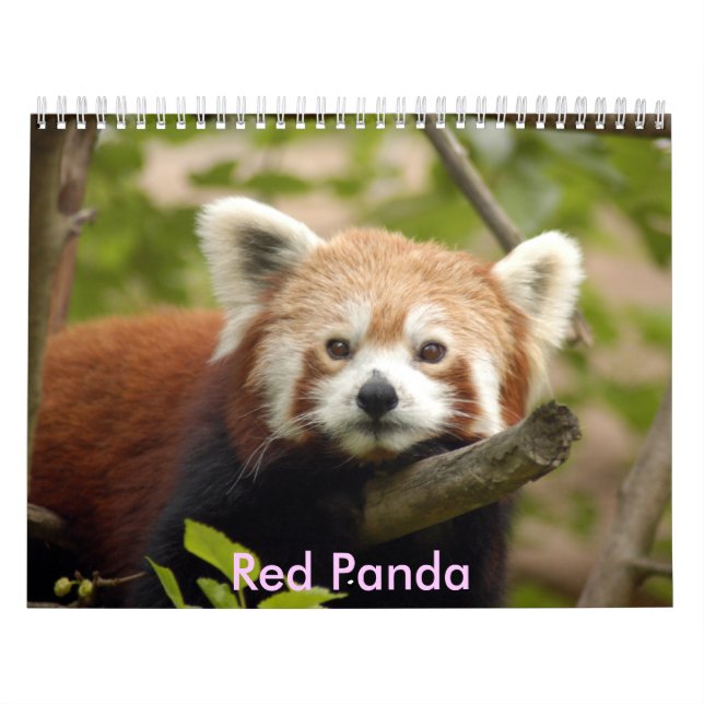 Calendario red-panda-005, panda roja (Tapa)