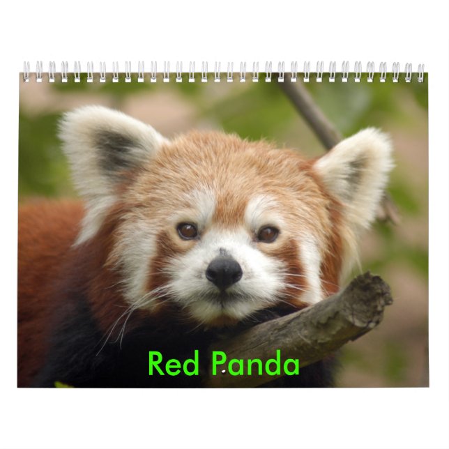 Calendario red-panda-010, panda roja (Tapa)