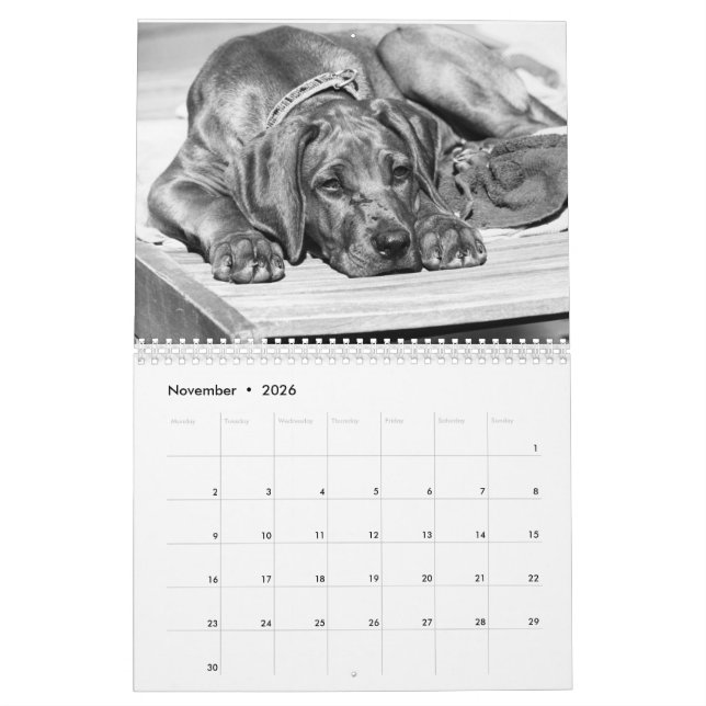 Calendario Rhodesian Ridgeback 15 meses - Liondog (Nov 2026)