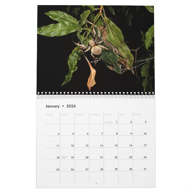 Calendario Secretos de una araña de jardín (Jan 2026)