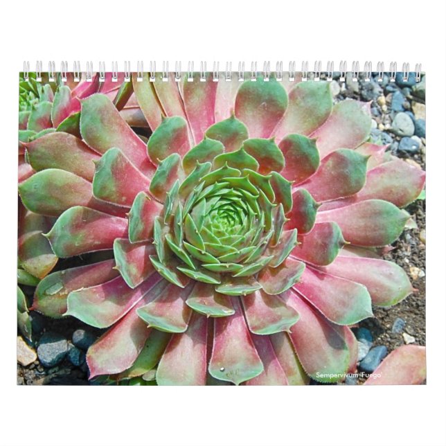 Calendario Sempervivum y Jovibarba (Tapa)