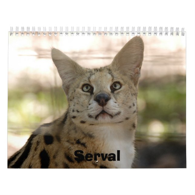 Calendario serval 017, Serval (Tapa)