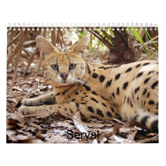 Calendario serval 025, Serval (Tapa)