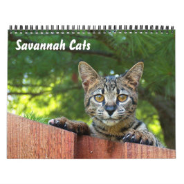 Calendario Serval Savannah Cat