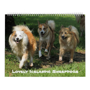 Calendario Sheepdog islandés 001
