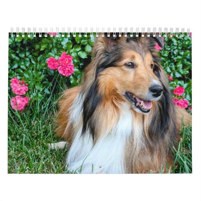 Calendario Sheltie 2026 (Tapa)
