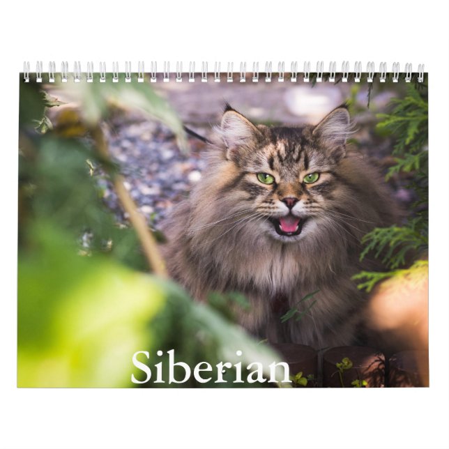 Calendario siberiano de gatos (Tapa)