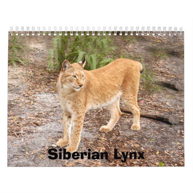 Calendario siberiano del lince, lince siberiano (Tapa)
