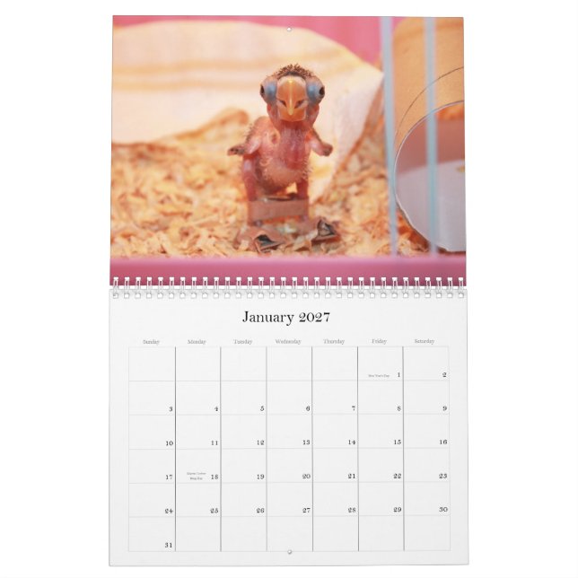 Calendario Sifilítico el lovebird más lindo (Jan 2027)