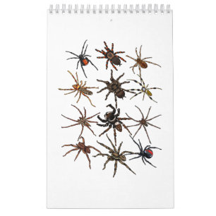 Calendario Spider Guay Para Hombres Mujeres Arachnid Spooky S