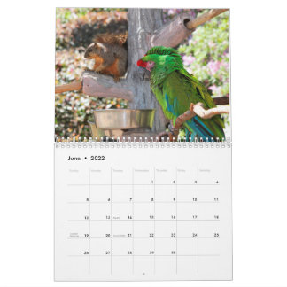 Calendario Squirrel Calendar 2022