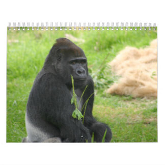 Calendario Sr. Silverback