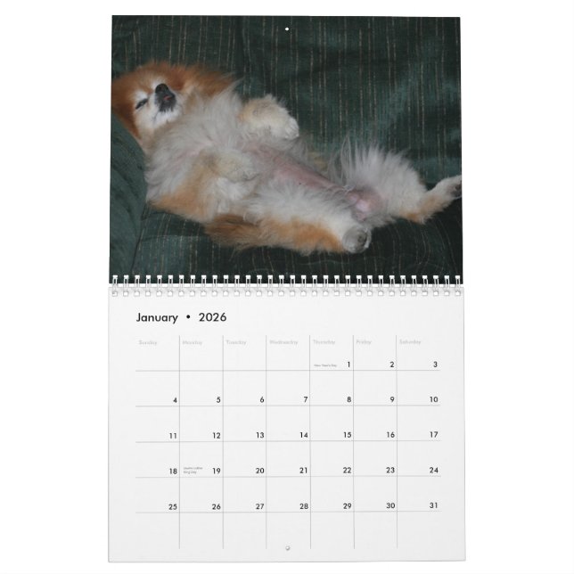 CALENDARIO SWEETIE POMERANIAN DE LA REINA (Jan 2026)