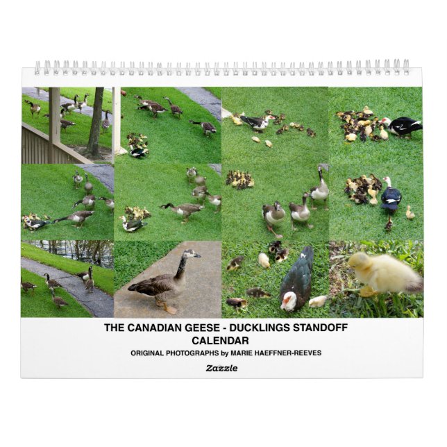CALENDARIO THE *CANADIAN GEESE* - *DUCKLINGS* STANDOFF 2026 (Reverso)