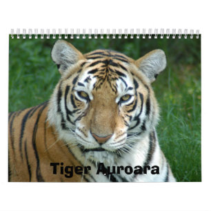 Calendario Tiger_Aroara012, tigre Auroara