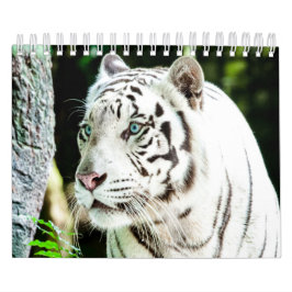 Calendario Tigre