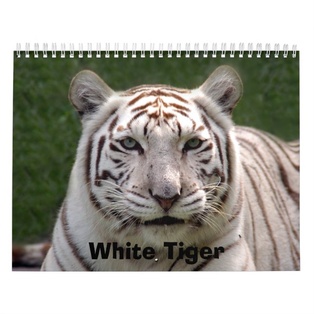 Calendario Tigre blanco 3949e, tigre blanco (Tapa)