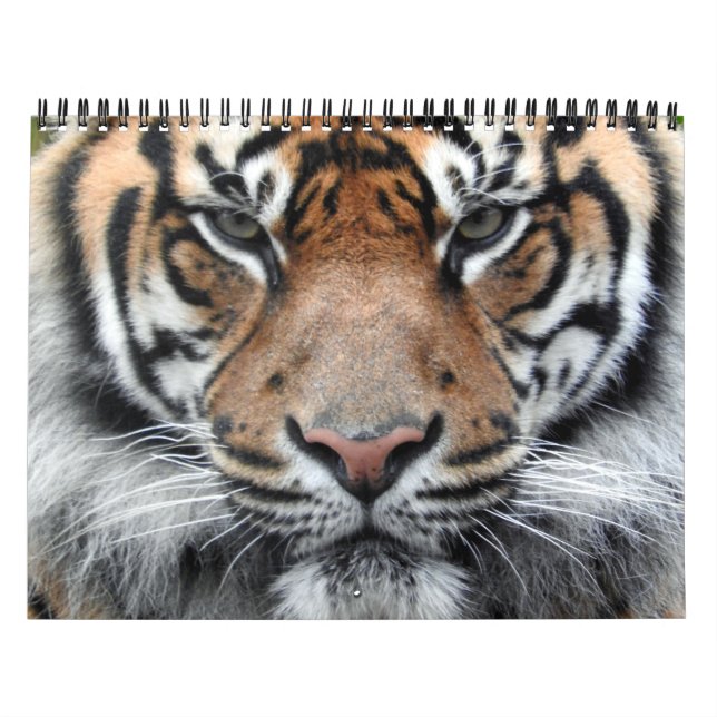 Calendario Tigre de Sumatran (Tapa)