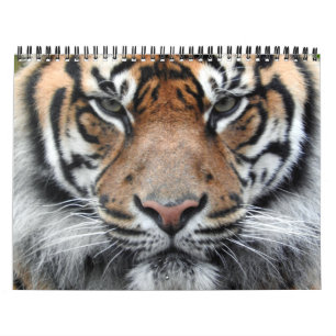 Calendario Tigre de Sumatran