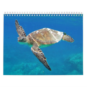 Calendario Tortugas de Hawaii