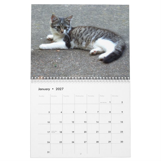 Calendario Tres gatitos salvajes (Jan 2027)