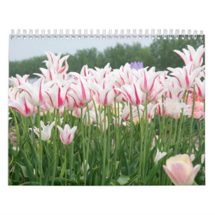 Calendario tulipanes durante todo el año
