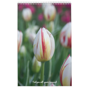 Calendario Tulipanes durante todo el año