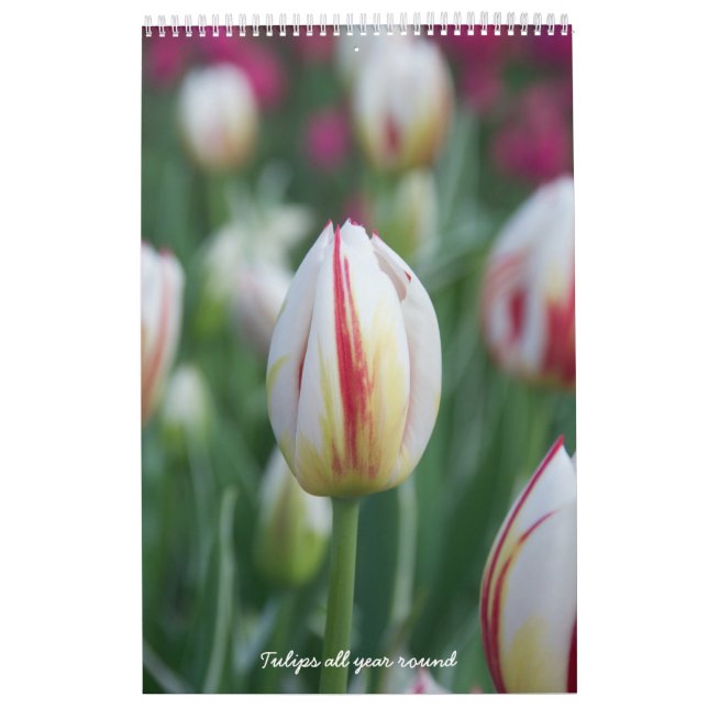 Calendario Tulipanes durante todo el año (Tapa)