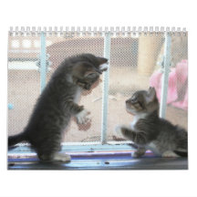 Un año de fuzzybutts