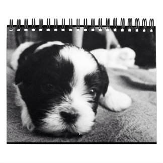 Calendario Una dosis diaria de la panda