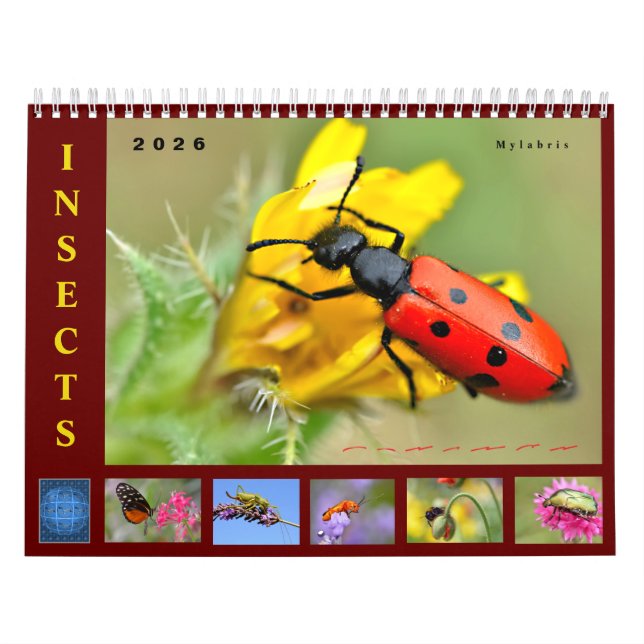 Calendario Various insects 12 month calendar (Tapa)