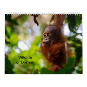 Calendario Vida silvestre de Borneo